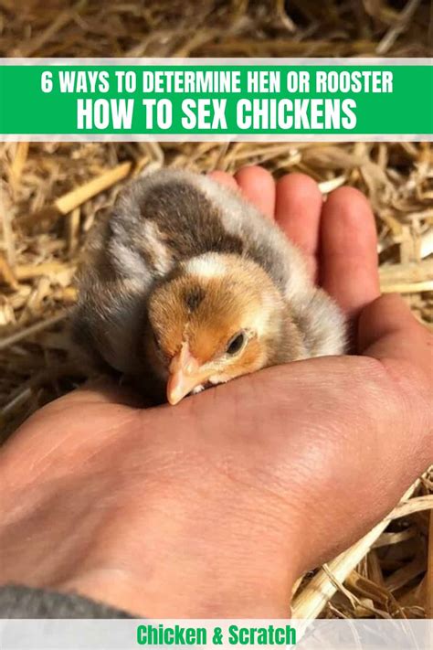 can you fuck a chicken|Sexing Chicks: How to Determine Gender of Your Chickens.